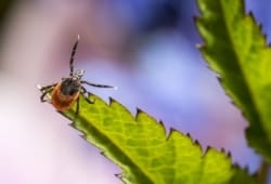 una garrapata sobre una hoja